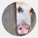 Suche nach schwein aufkleber Humorvoll