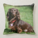 Suche nach dackel langhaarige dackel kissen Bob und pam langrish