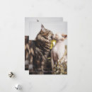 Suche nach anders zorn karten Katze