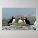 Suche nach papageientaucher poster Wildtiere