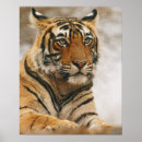Suche nach bengal tiger poster Rajasthan