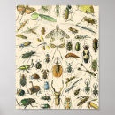 Suche nach insekten poster Vintage