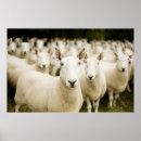 Suche nach farm animals poster Barn