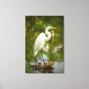 Suche nach weißer vogel leinwandbilder Natur