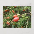 Suche nach saftige postkarten Rose