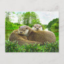 Suche nach flussotter postkarten Natur