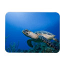 Suche nach unterwasser magnete Korallenriff