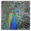 Suche nach bunte federn fliesen Tier