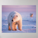 Suche nach tundra poster Fauna