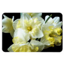 Suche nach narzisse magnete Frühlingsblumen