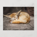 Suche nach fennec postkarten Fox