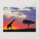 Suche nach afrika silhouette postkarten Giraffe