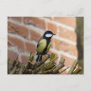 Suche nach niedlicher vogel postkarten Naturfotografie