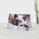 Suche nach ich kann falsch sein karten Katze