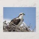 Suche nach osprey Tier