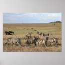 Suche nach tansania poster Serengeti