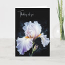 Suche nach lila iris Lavendel