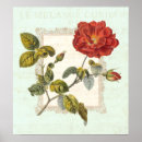 Suche nach rosa gallica poster Botanisch
