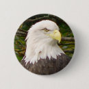Suche nach amercian Adler