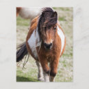 Suche nach shetlandpony postkarten Tier