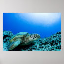 Suche nach meereswelt poster Unterwasser