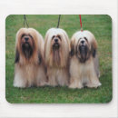 Suche nach apso Niedlich