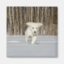Suche nach goldene retriever magnete Niedlich