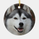Suche nach heiseren Heiserer hund