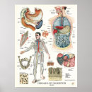 Suche nach verdauungssystem poster Magen