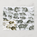 Suche nach rodentia Schädel