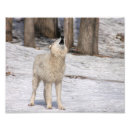 Suche nach weißer wolf poster Tierwelt