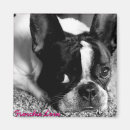 Suche nach bulldoggen magnete Hunde
