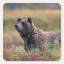 Suche nach grizzlybären aufkleber Natur