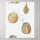 Suche nach lebenszyklus poster Natur