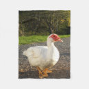 Suche nach ente decken Vogel