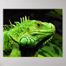 Suche nach tierfotos poster Tierphotographie