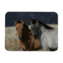 Suche nach mustang magnete Bob langrish