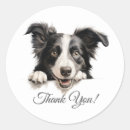 Suche nach border collie aufkleber Grenzaufkleber