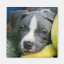Suche nach pitbull magnete Niedlich