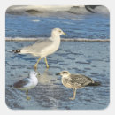 Suche nach möwe aufkleber Vogel