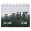 Suche nach schafe in der kalender Lamm