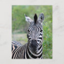 Suche nach zebra foto postkarten Natur
