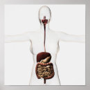 Suche nach darm poster Biologie
