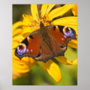 Suche nach zerbrechlichkeit Schmetterling