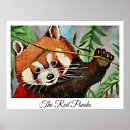 Suche nach roter panda poster Natur