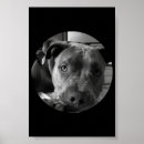 Suche nach pit bull poster Pitbulle