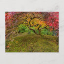 Suche nach ahornbaum postkarten Aple