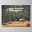 Suche nach elch foto poster Elche