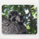 Suche nach eichhörnchen mousepads Wildtiere