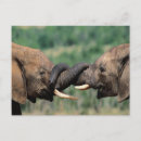 Suche nach elefant liebe postkarten Tiere